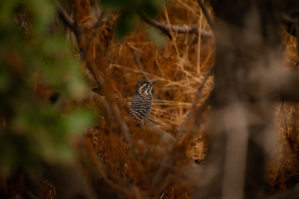 Striped Woodpecker - Pablo Fishwick Mella