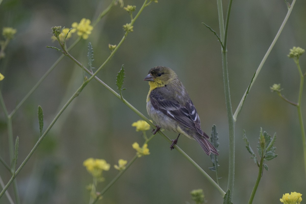 Lesser Goldfinch - ML618384783