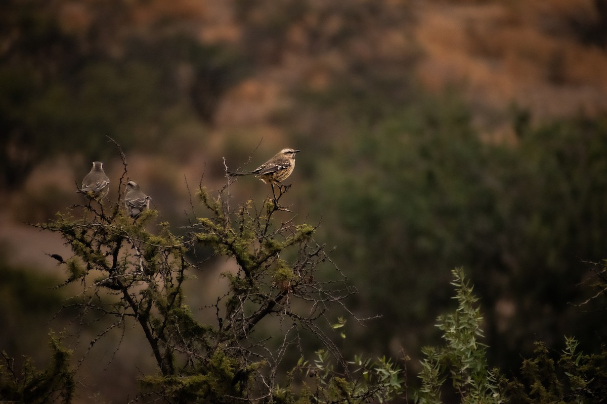 Chilean Mockingbird - Pablo Fishwick Mella