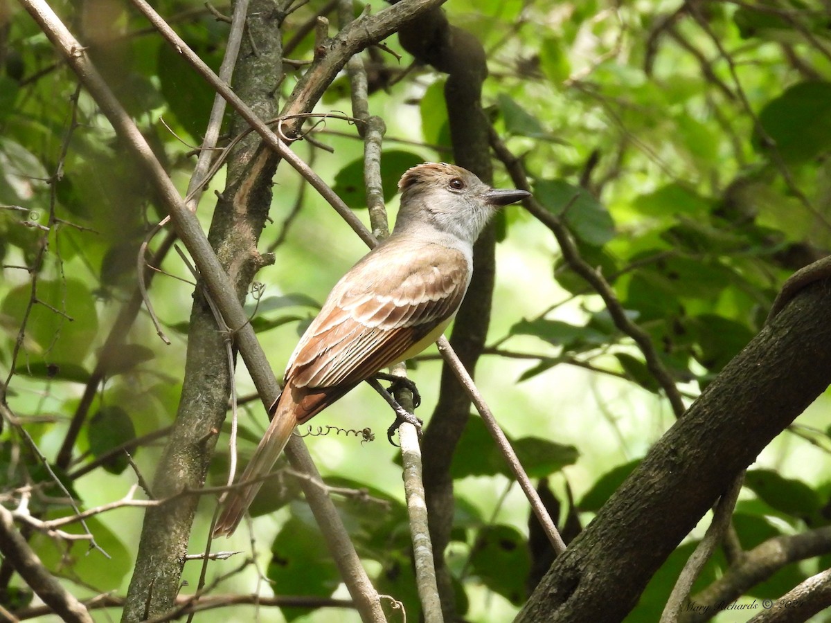 Brown-crested Flycatcher - Mary Richards
