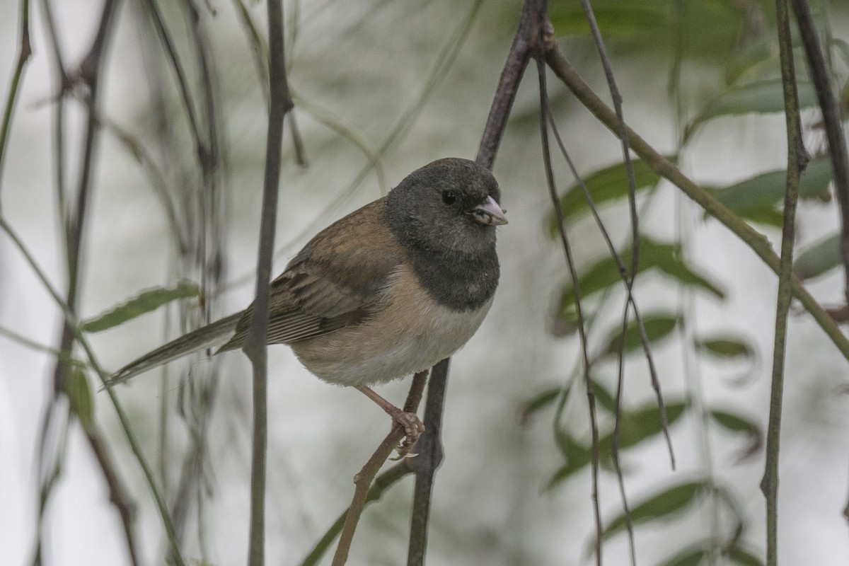 Dark-eyed Junco - Randy Harwood