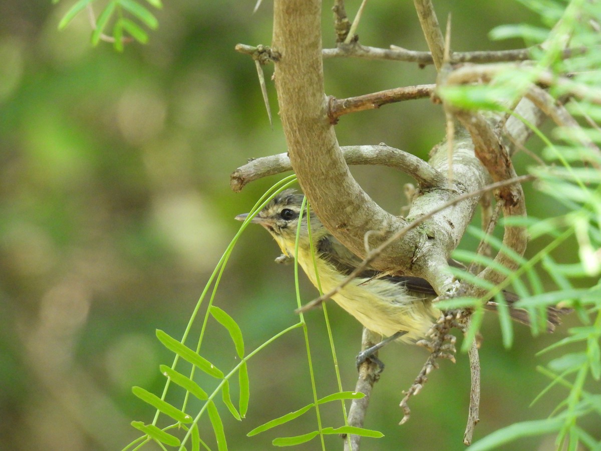 Vireo de Filadelfia - ML618384821