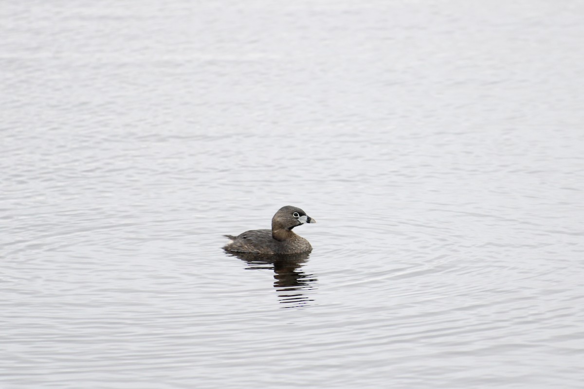 Pied-billed Grebe - Zach Wile