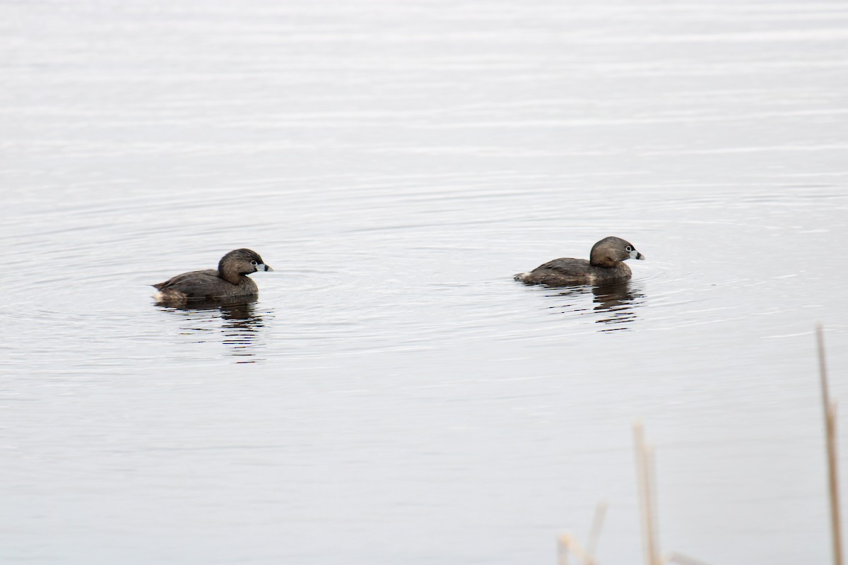 Pied-billed Grebe - ML618384878