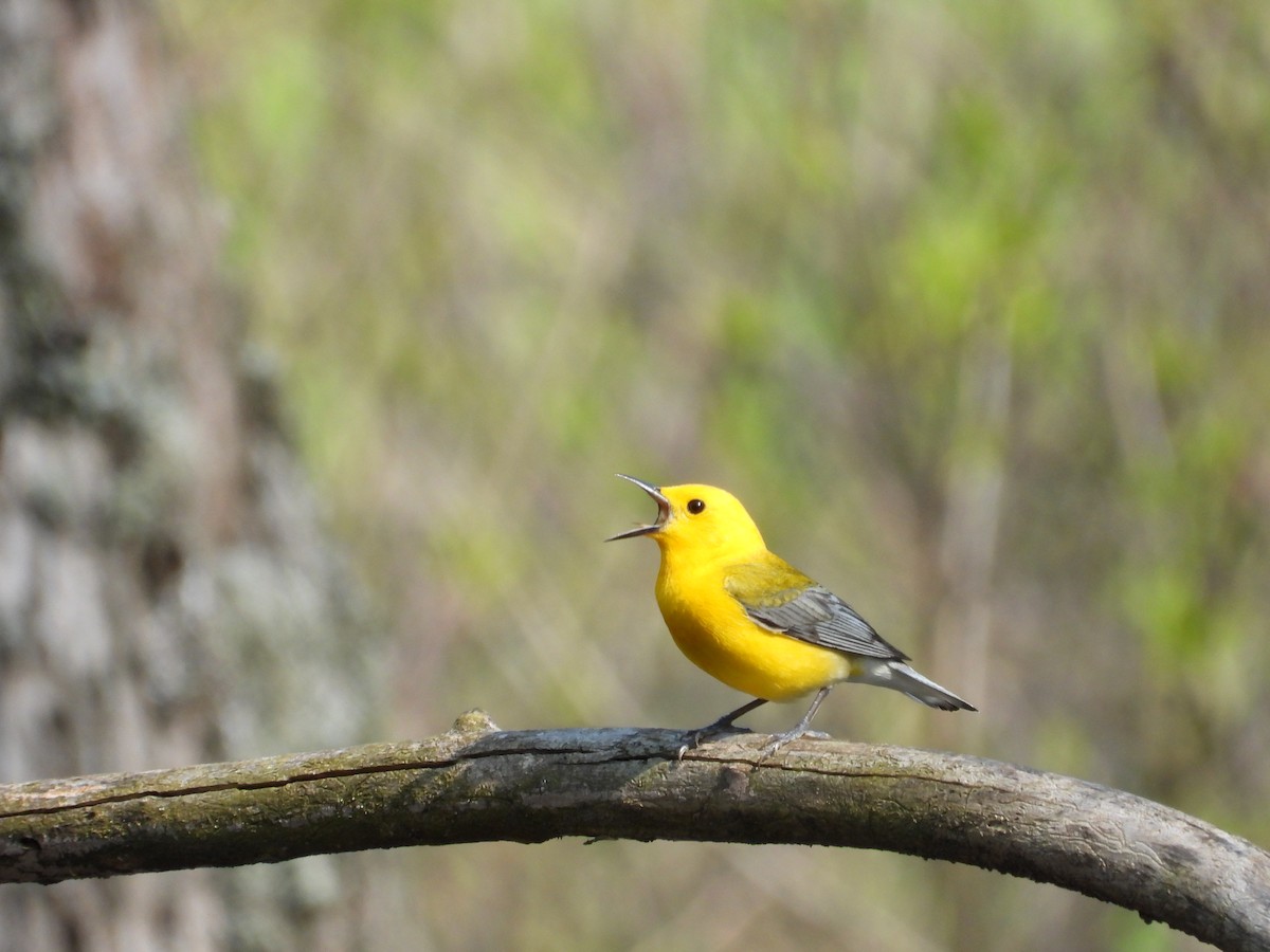Prothonotary Warbler - ML618384881