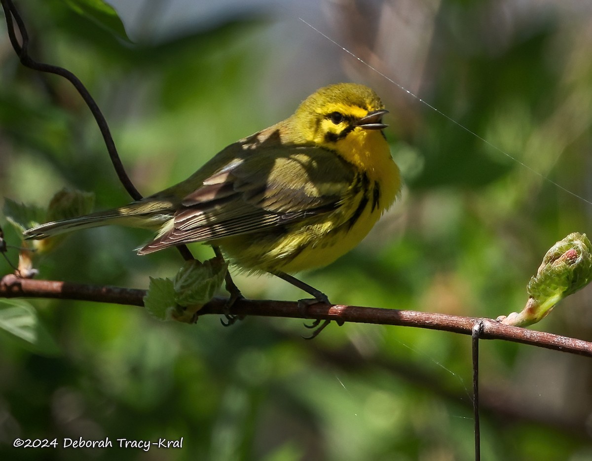 Prairie Warbler - ML618384897