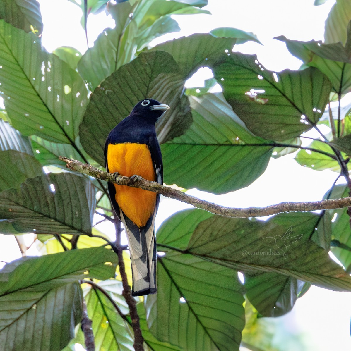 Green-backed Trogon - ML618384899