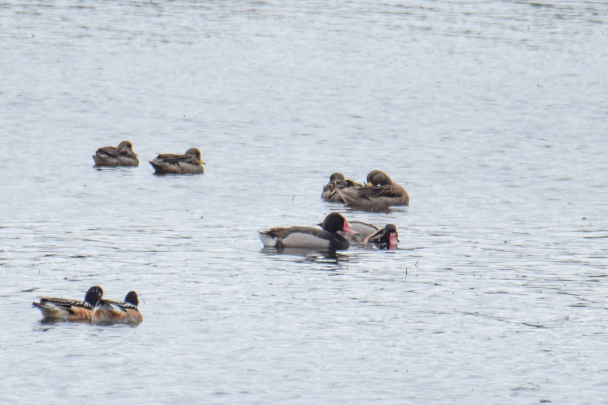 Rosy-billed Pochard - ML618384903