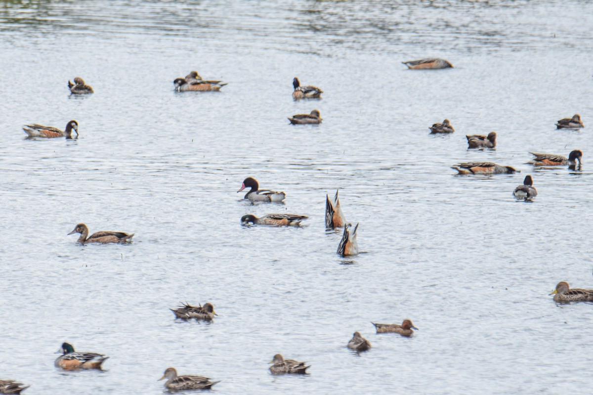 Rosy-billed Pochard - ML618384904