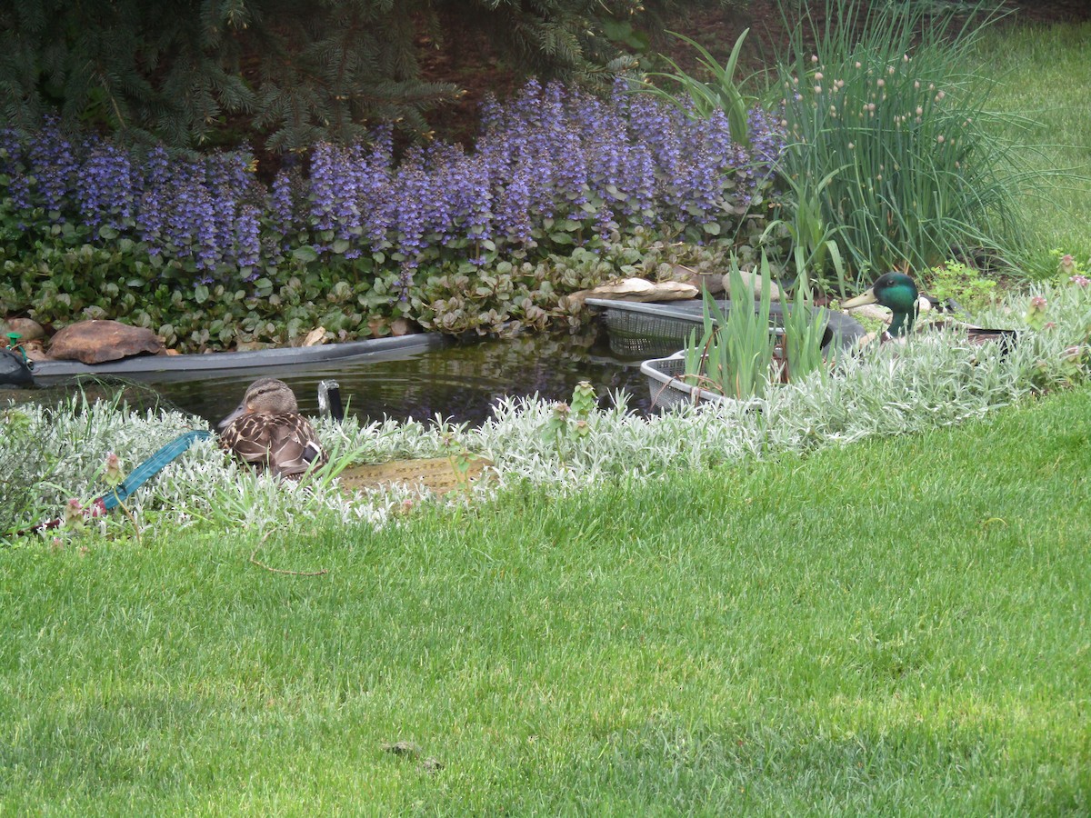 Mallard - ML618384914