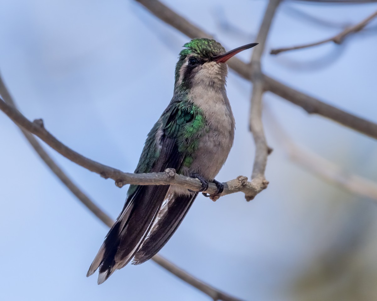 kolibřík cozumelský - ML618384923