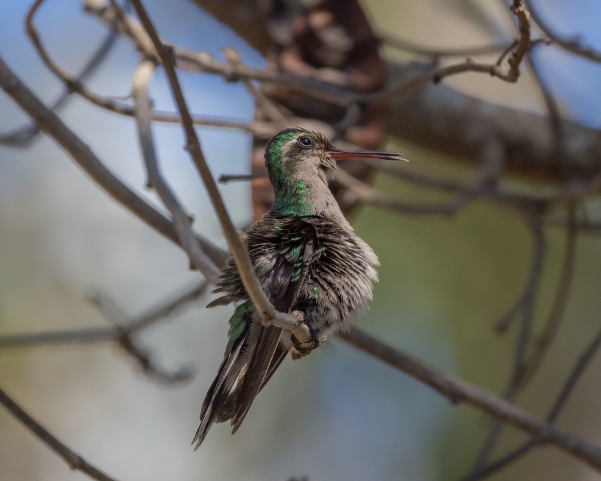 kolibřík cozumelský - ML618384924