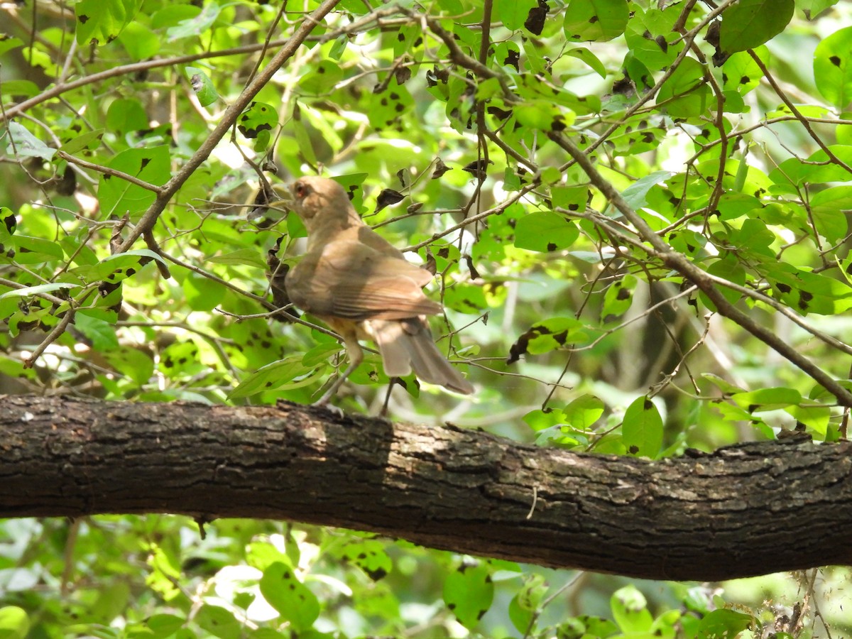 Clay-colored Thrush - Mary Richards