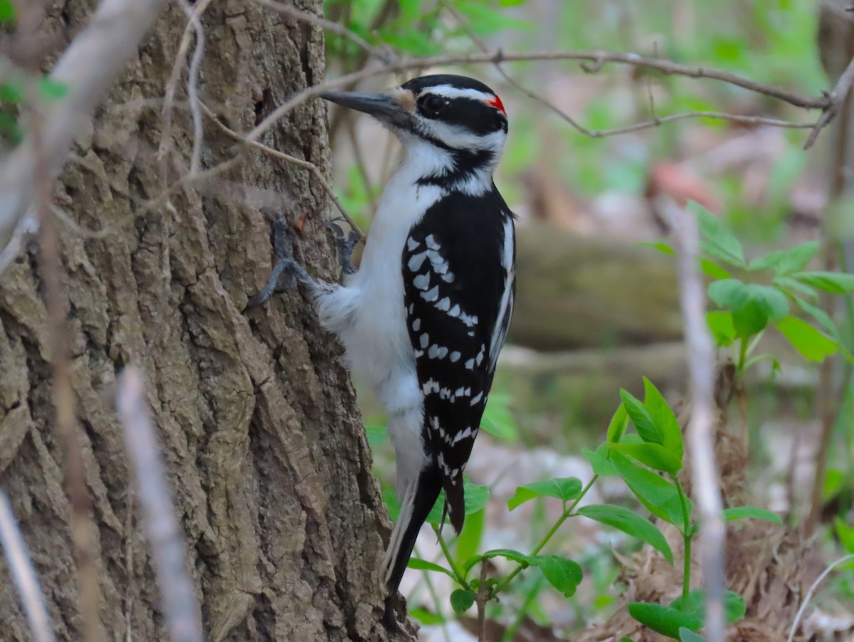 Hairy Woodpecker - Samuel Lau