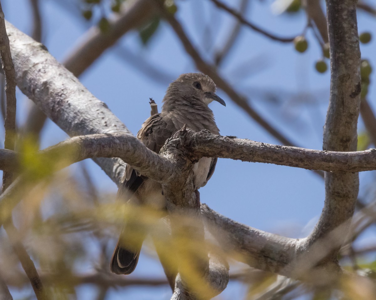 Ruddy Ground Dove - ML618384951