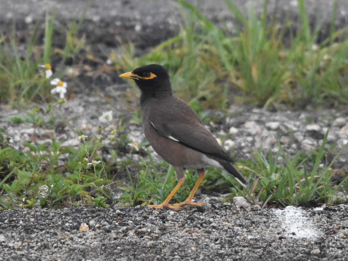 Common Myna - ML618384957