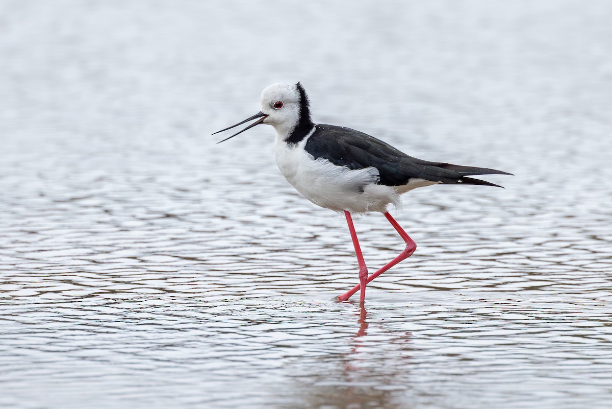 Pied Stilt - ML618384990