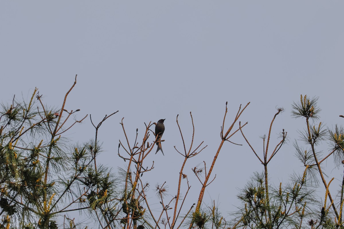 Ashy Drongo - Peter Crosson