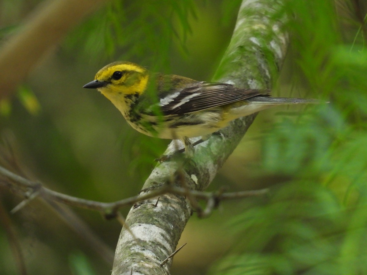Black-throated Green Warbler - Mary Richards