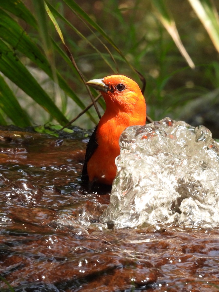 Scarlet Tanager - ML618385030