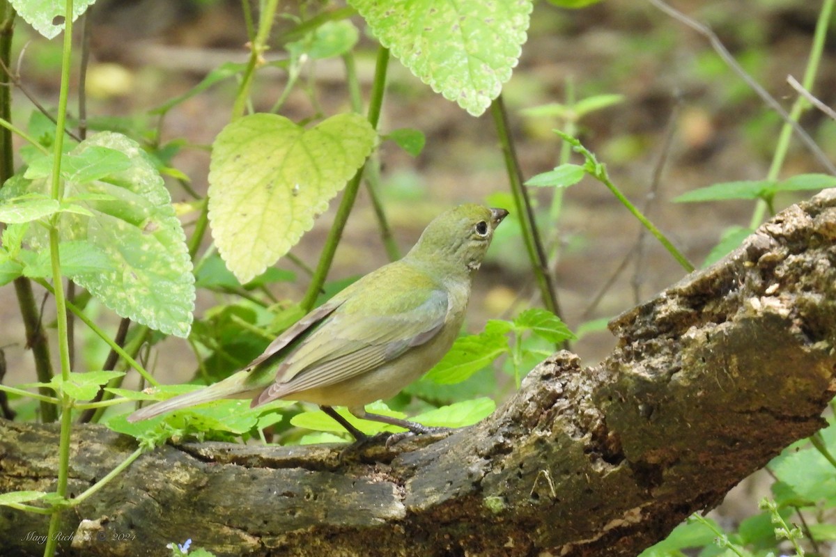 Painted Bunting - ML618385046