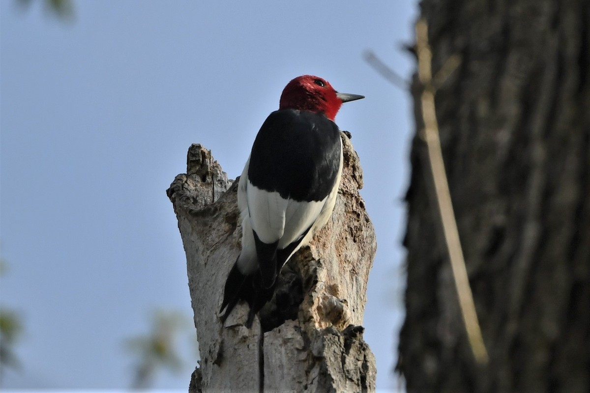 Red-headed Woodpecker - ML618385065