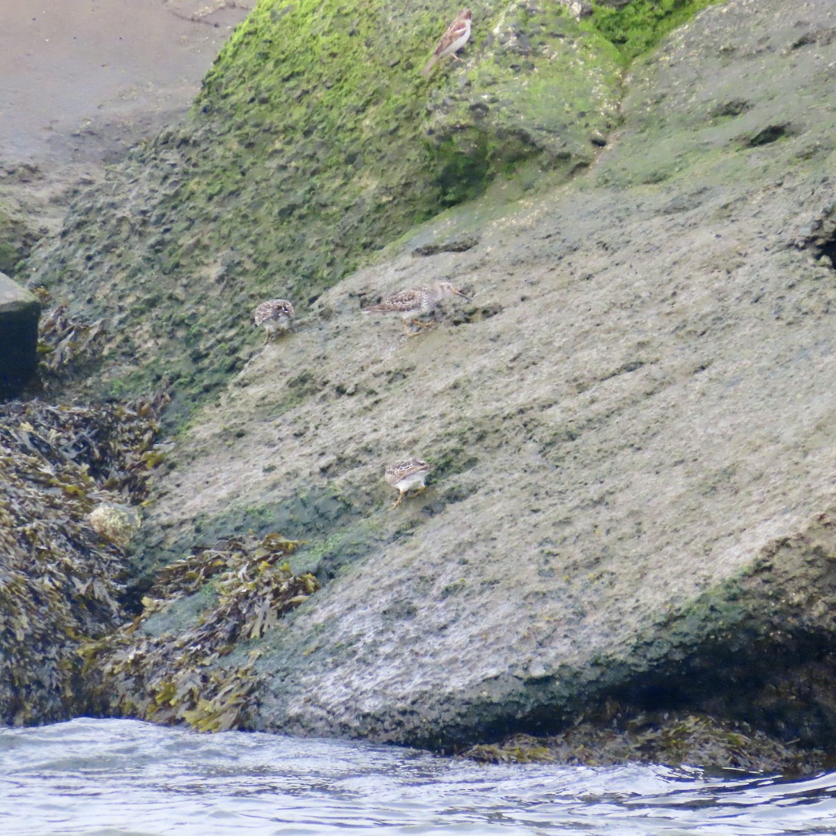 Purple Sandpiper - ML618385080