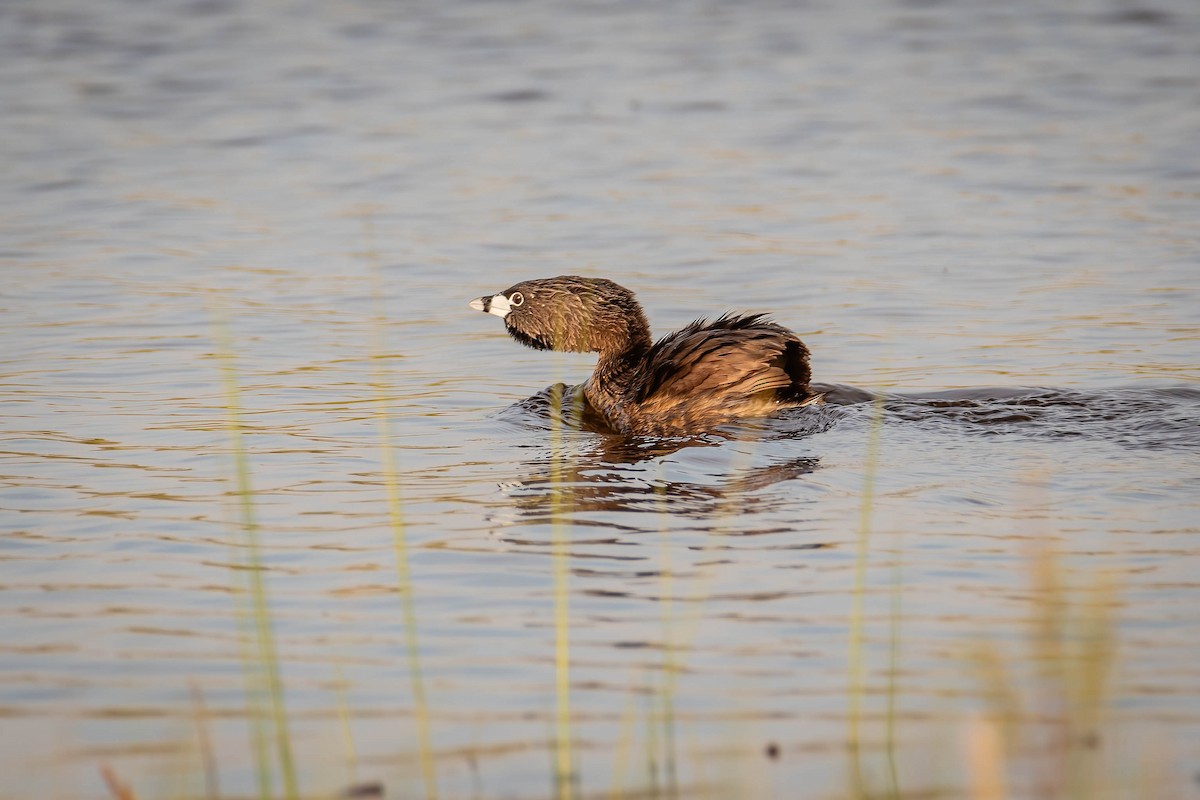 Pied-billed Grebe - ML618385081