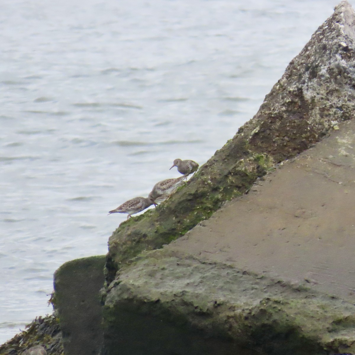 Purple Sandpiper - ML618385087