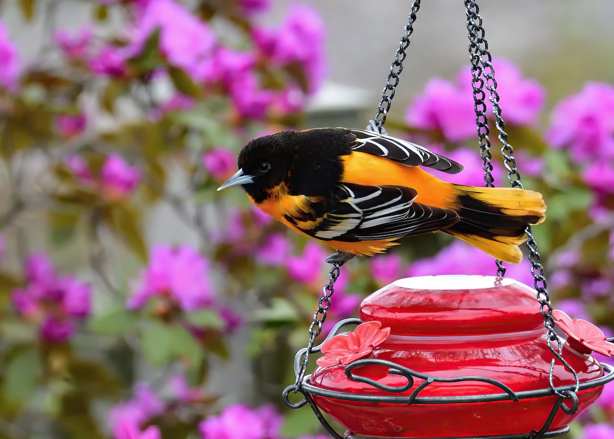 Baltimore Oriole - Sylvain Lapointe