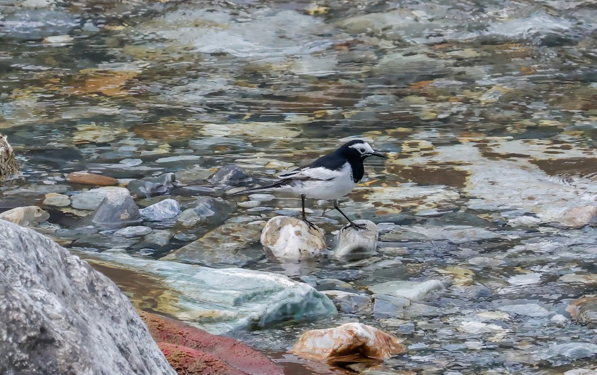 White Wagtail (Hodgson's) - Peter Crosson