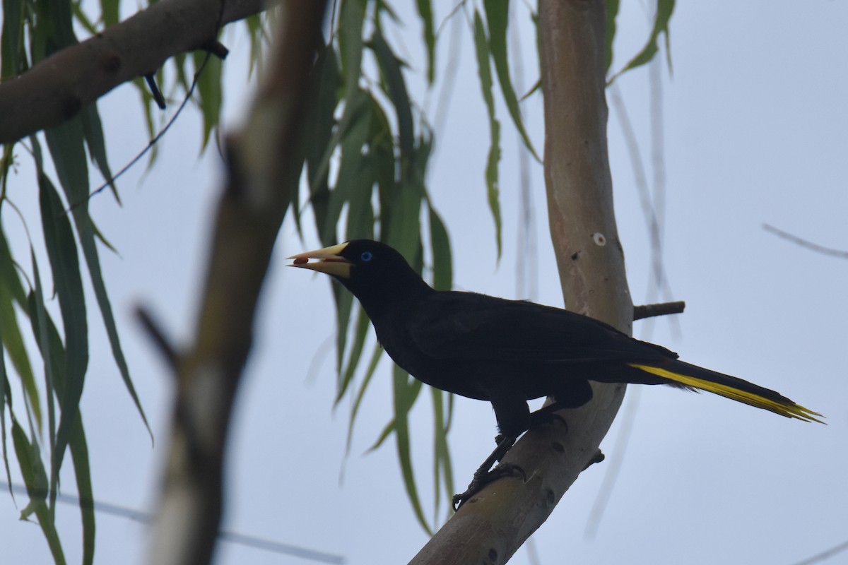 Crested Oropendola - Luke Berg