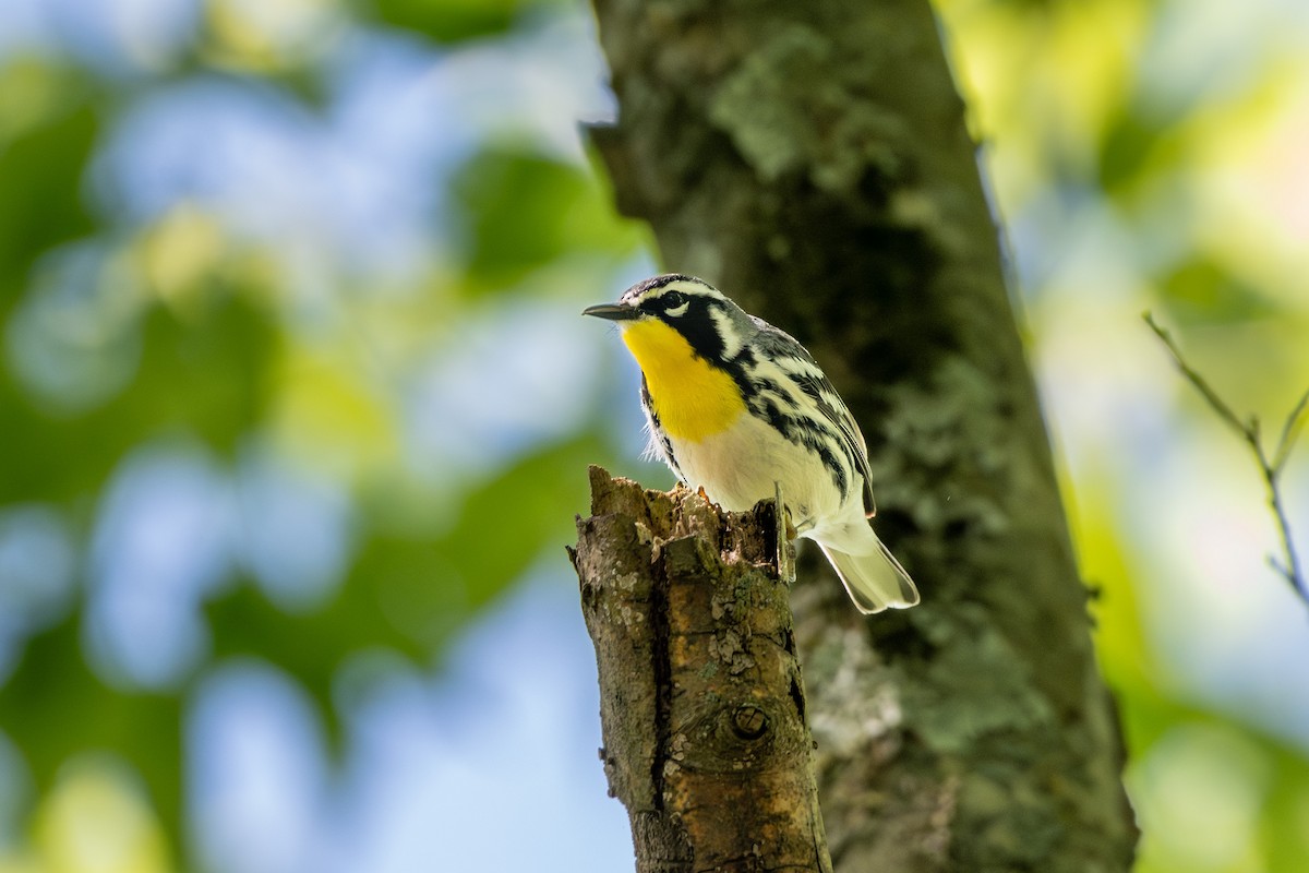 Yellow-throated Warbler - Doug Norwood