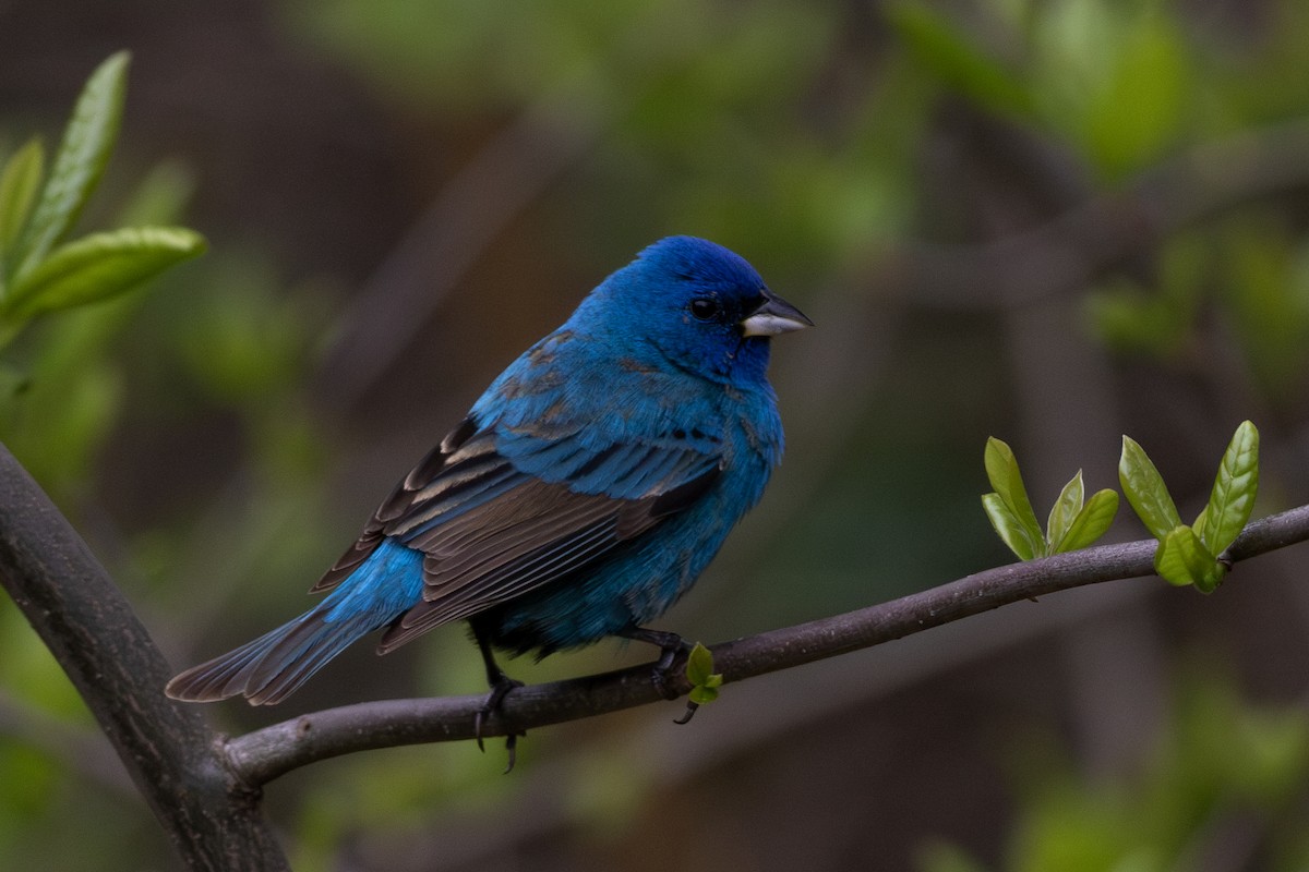 Indigo Bunting - ML618385235