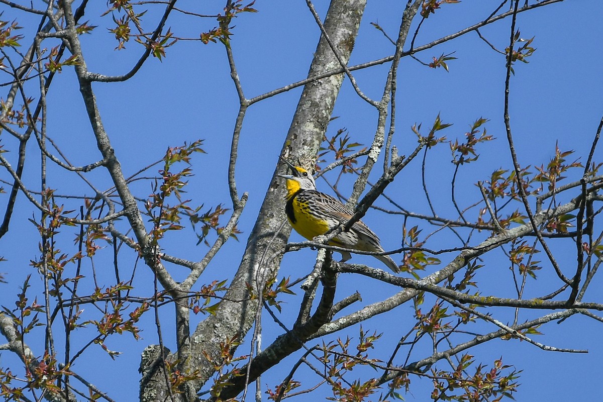 Eastern Meadowlark - ML618385255