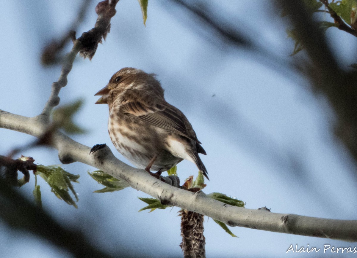 Purple Finch - Alain Perras