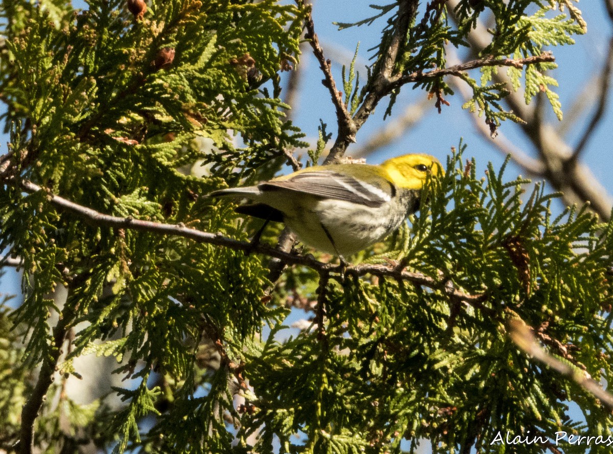 Black-throated Green Warbler - Alain Perras