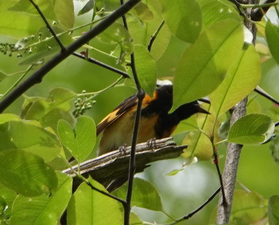 American Redstart - ML618385357