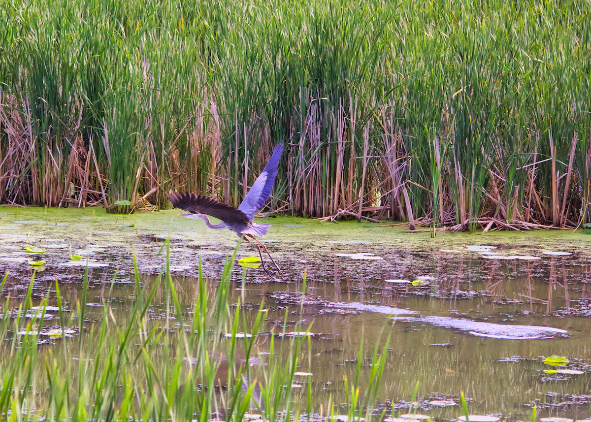 Great Blue Heron - Ed Parker