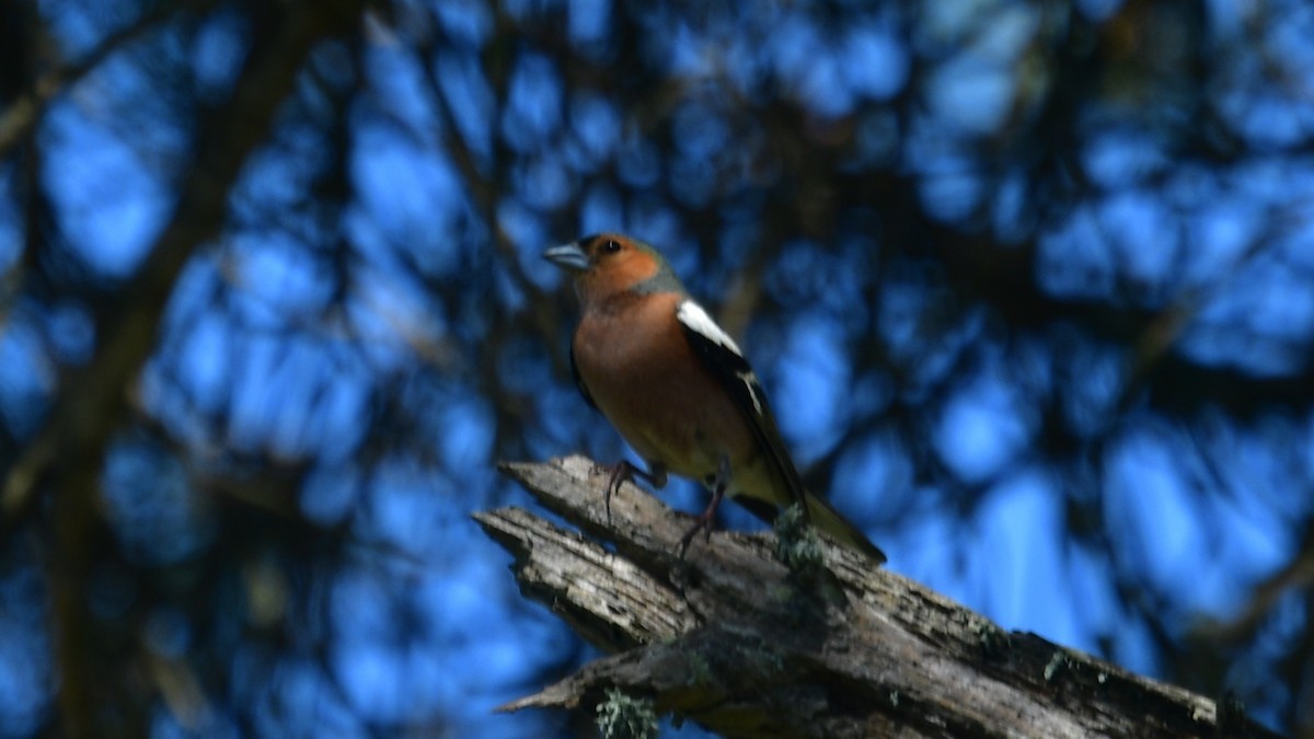 Common Chaffinch - Carl Winstead