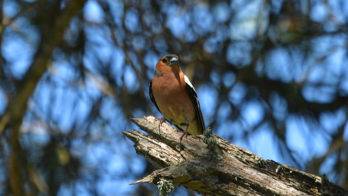 Common Chaffinch - ML618385383