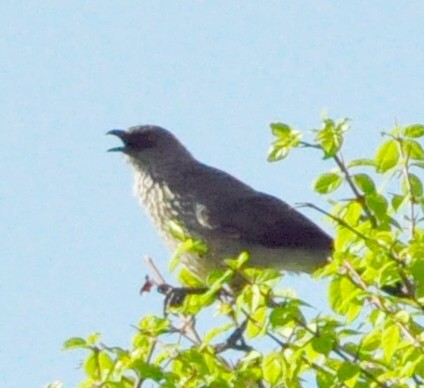 Arrow-marked Babbler - Anonymous