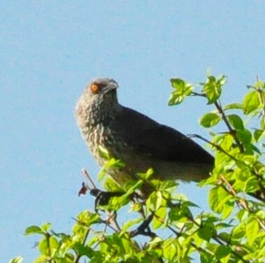 Arrow-marked Babbler - Anonymous