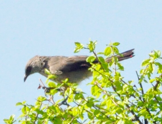 Arrow-marked Babbler - Anonymous