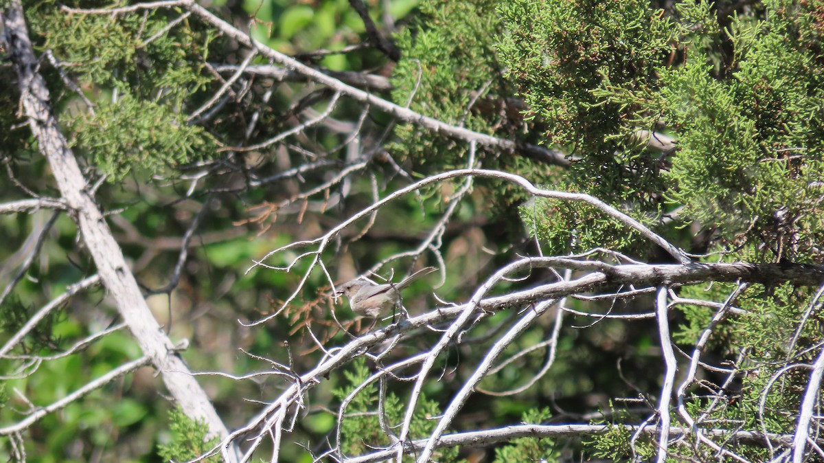 Bushtit - Anne (Webster) Leight