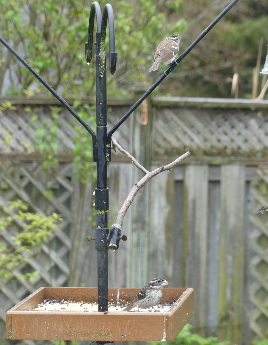 Rose-breasted Grosbeak - ML618385440