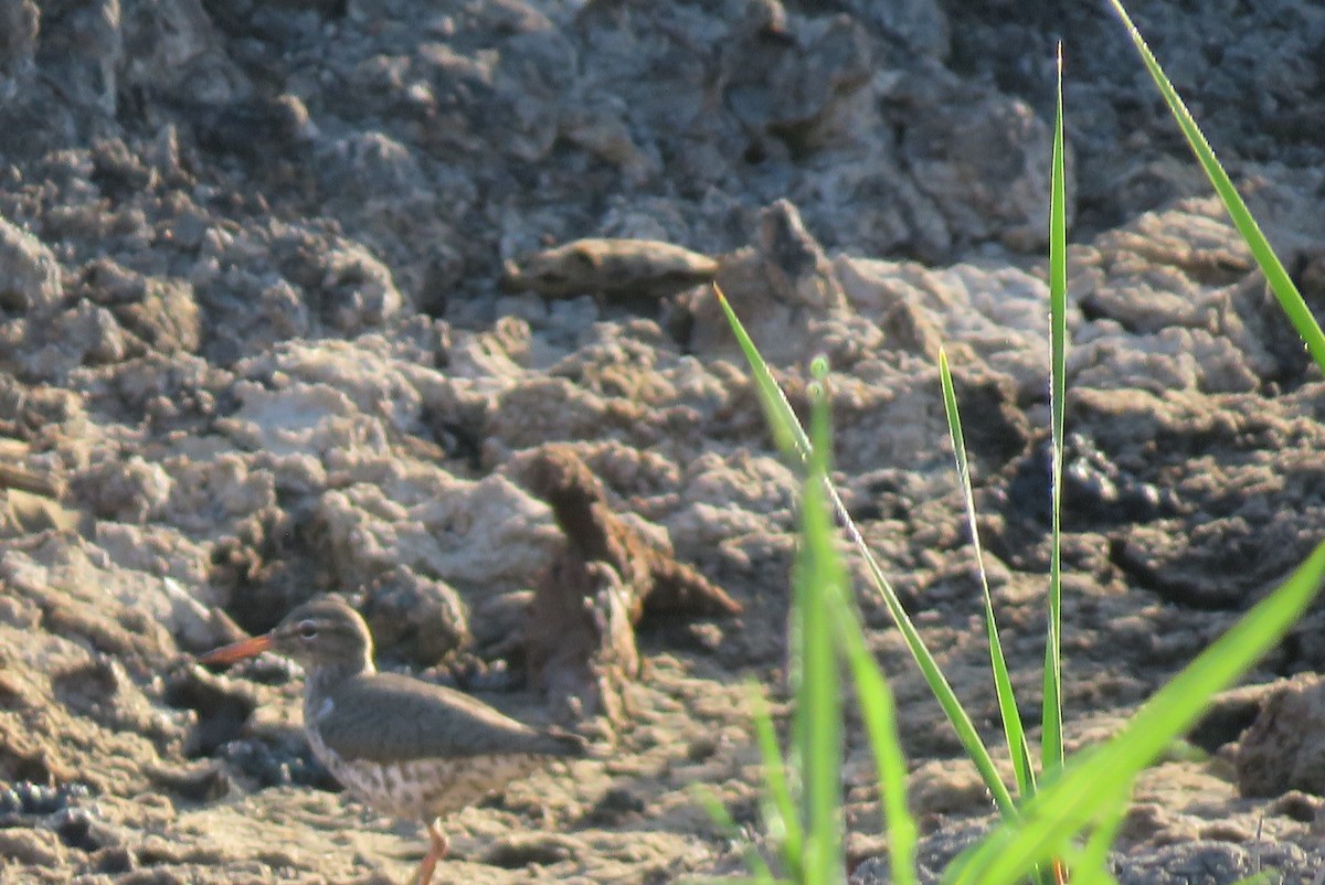 Spotted Sandpiper - nicole-marie  pettinelli