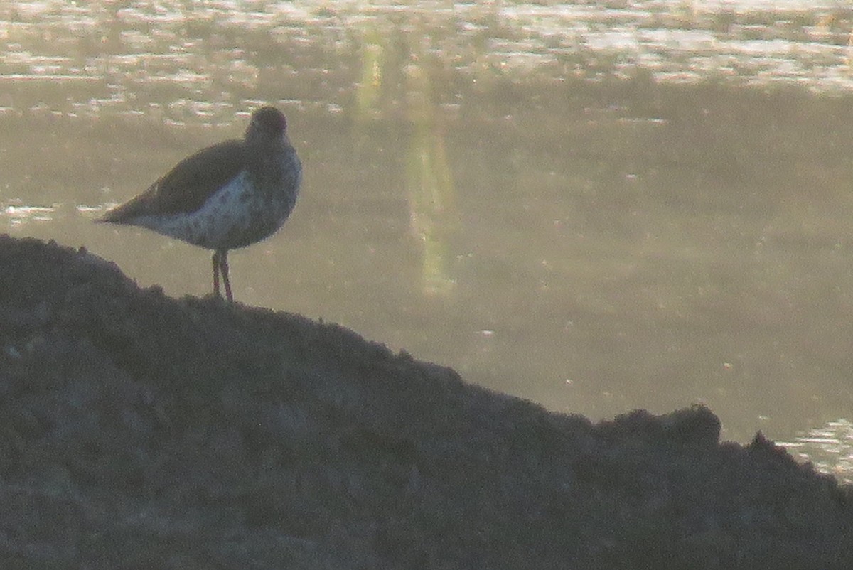 Spotted Sandpiper - nicole-marie  pettinelli