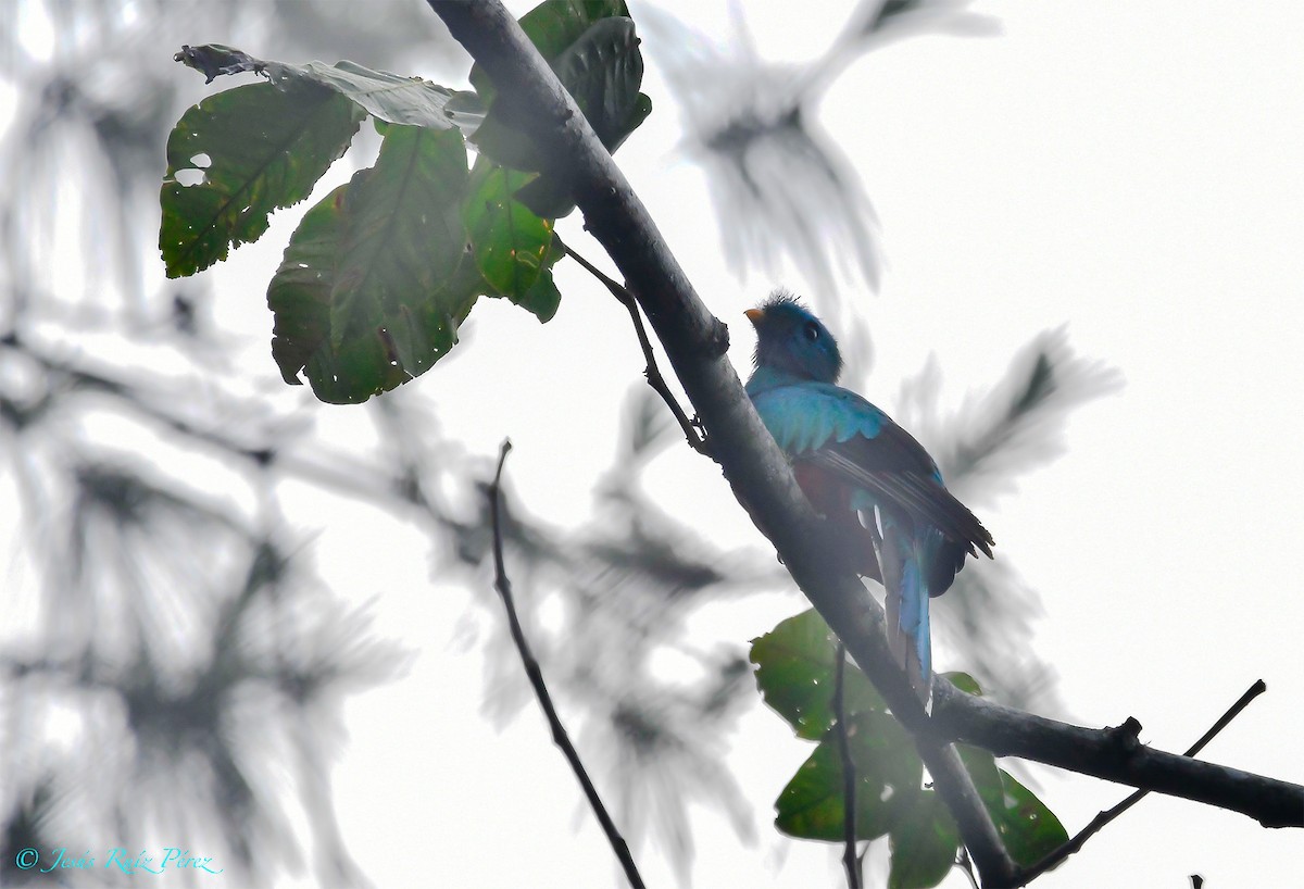 Resplendent Quetzal - ML618385468