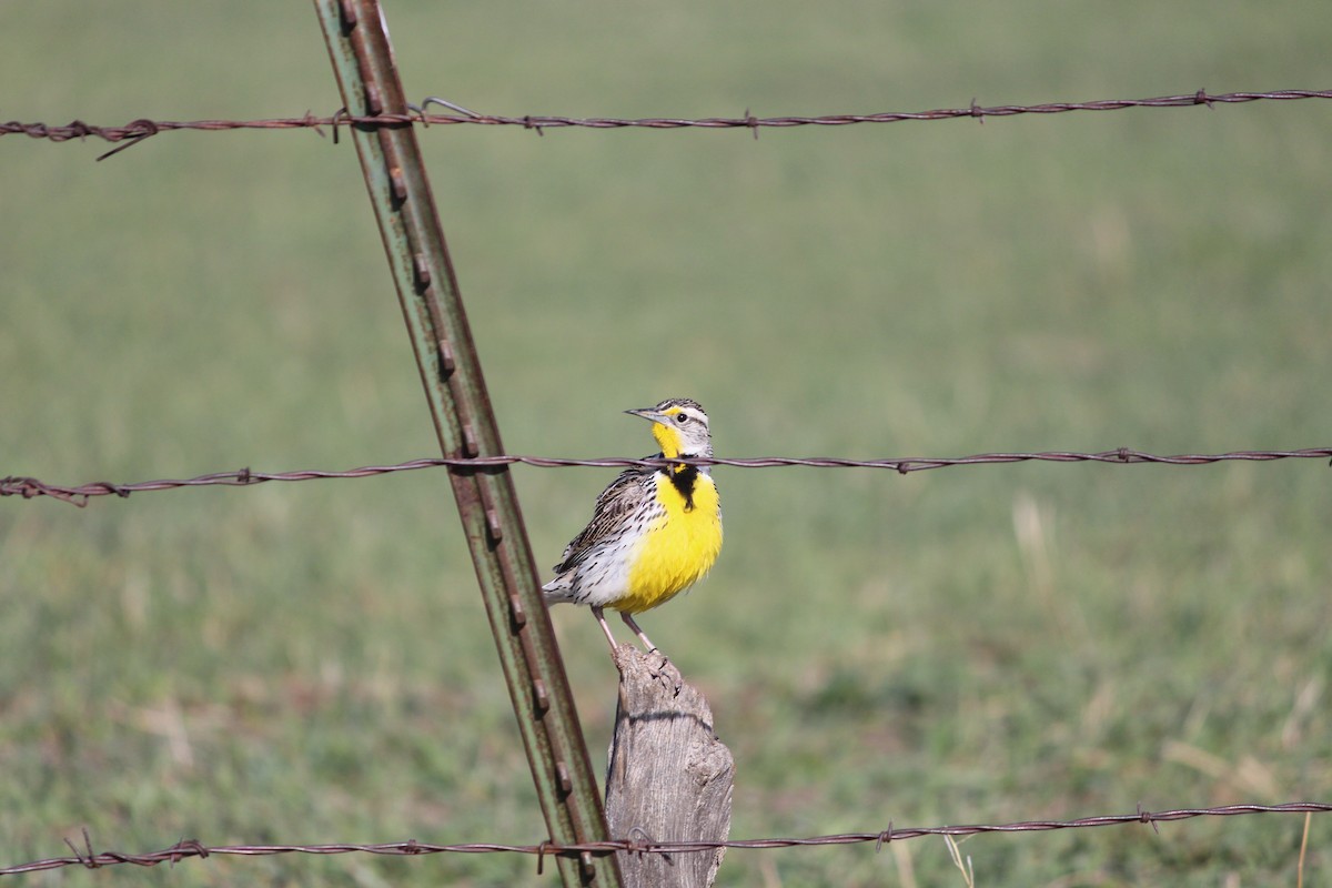 Western Meadowlark - Angela Scott